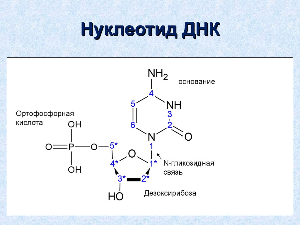 Нуклеотид днк схема