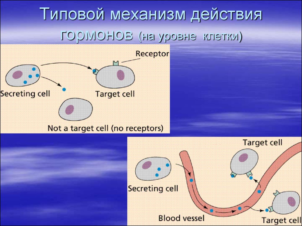 Механизм действия гормонов на клетку. Механизм действия гормонов на клеточном уровне. Механизм воздействия гормонов на клетки. Типовые механизмы действия гормонов. Типовые механизмы действия.