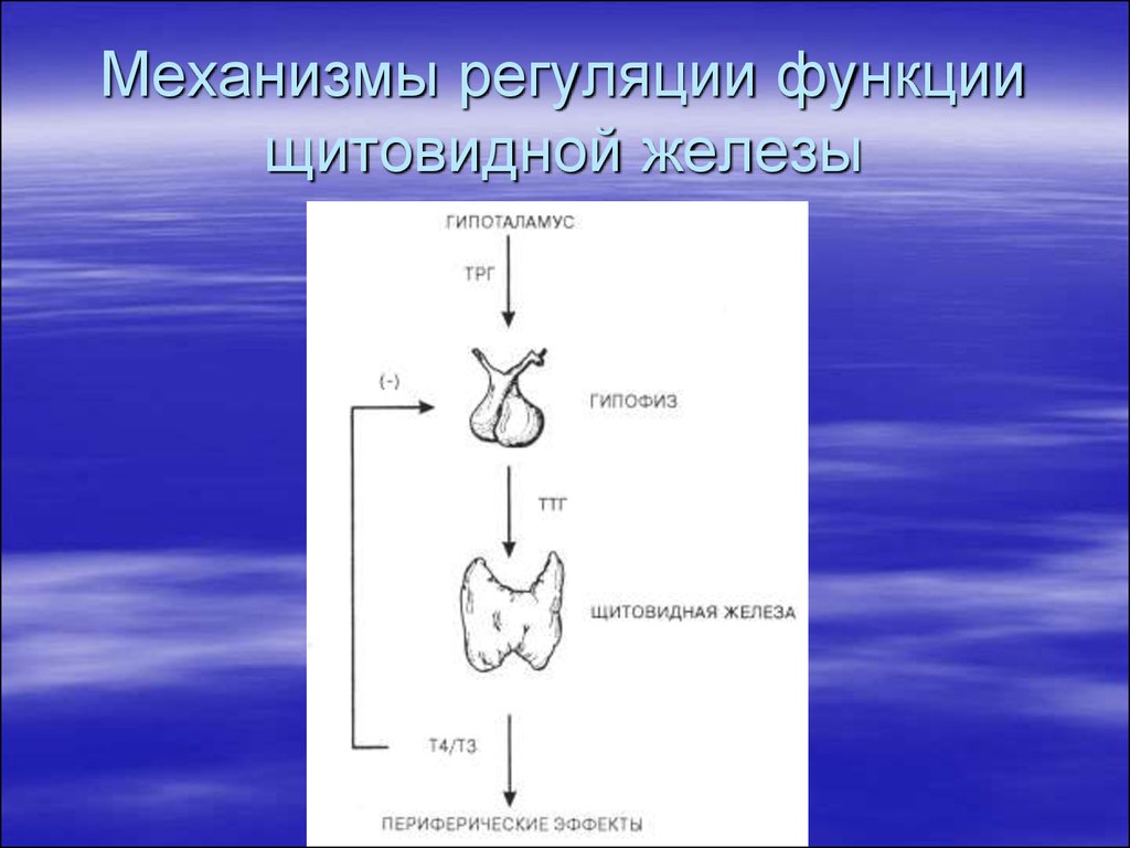 Функции щитовидной железы. Регуляция функции щитовидной железы. Механизм регуляции щитовидной железы. Регуляция функций желез щитовидной железы. Ось гипоталамус-гипофиз-щитовидная железа.