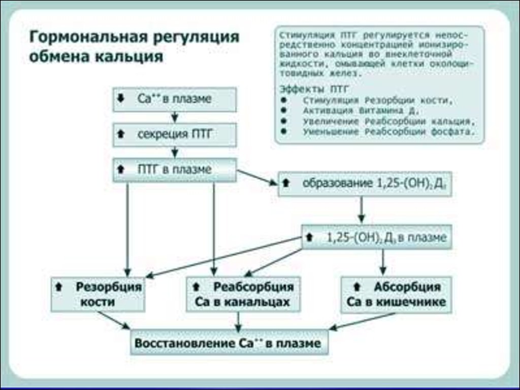 Кальций фосфорный обмен схема