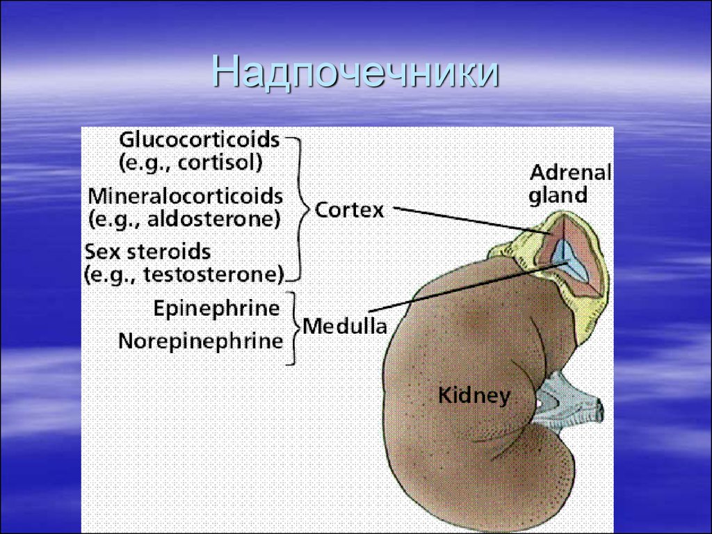 Надпочечники презентация. Надпочечники на латинском. Надпочечники картинки для презентации.
