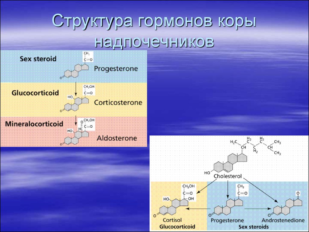 Презентация на тему мужские половые гормоны