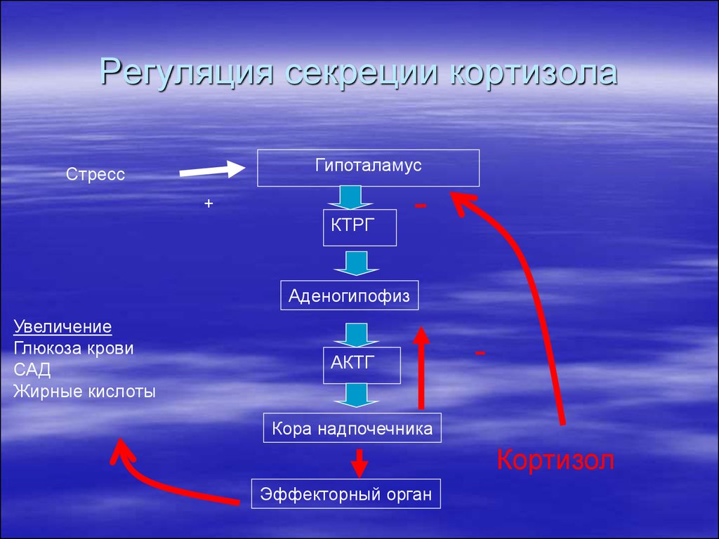 Схема регуляции синтеза и секреции кортизола