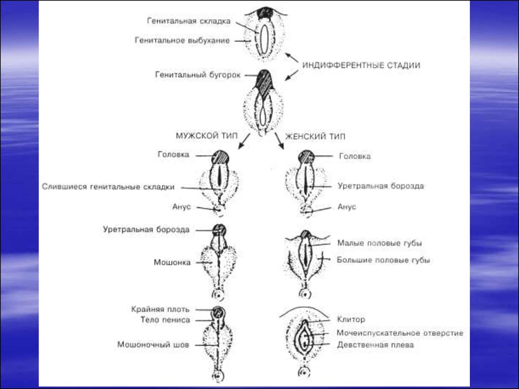 Разновидности половых губ у женщин. Формирование половых органов у девочек. Разновидности женских половых органов. Классификация половых губ. Классификации мужских гениталий.