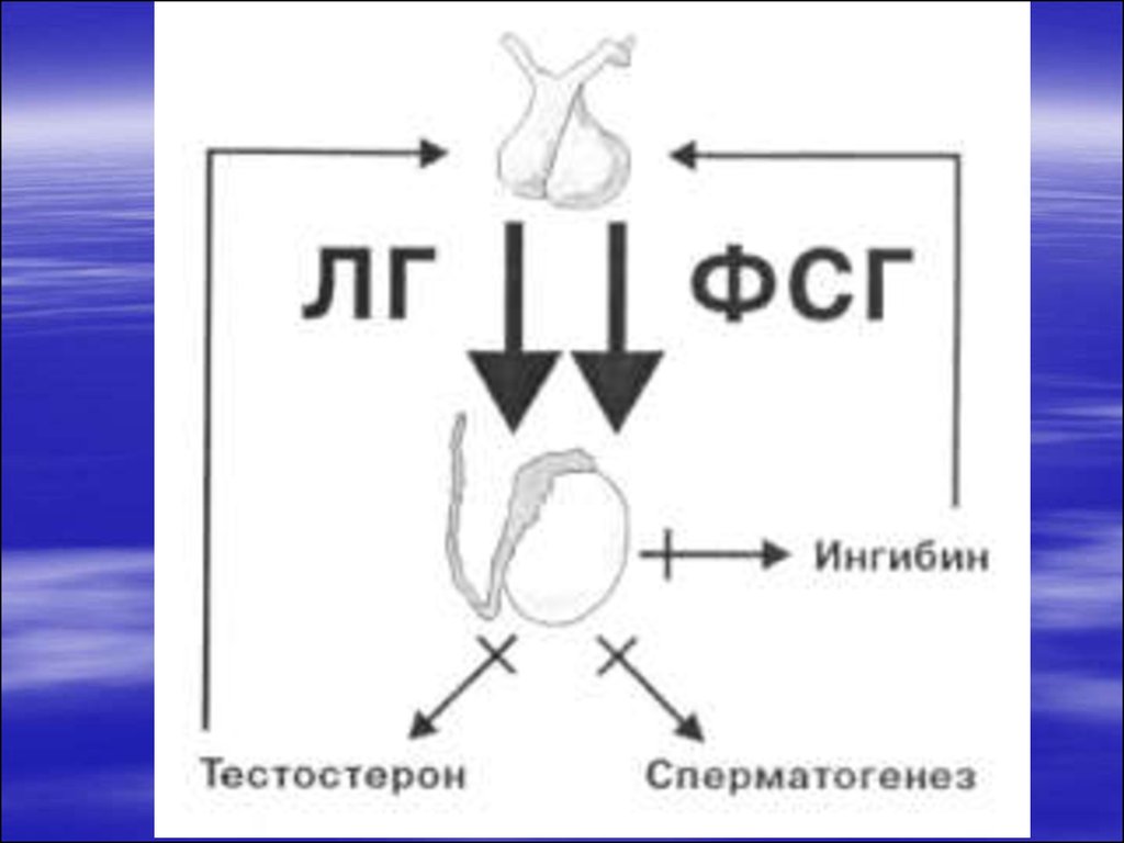 Ингибин в у женщин. Ингибин гормон. Ингибин в и ФСГ У мужчин. Ингибины и тестостерон. Ингибин в у мужчин.