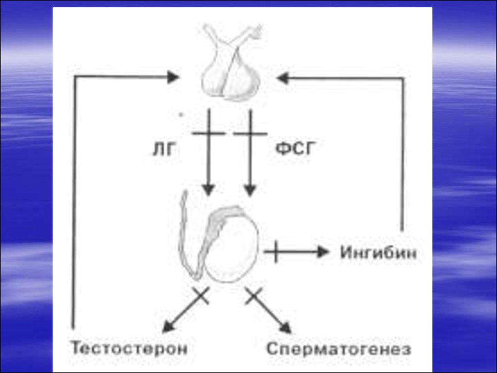 Ингибин в у женщин. Ингибин в и ФСГ У мужчин. Ингибин гормон. Ингибин в у мужчин. Ингибин функции.