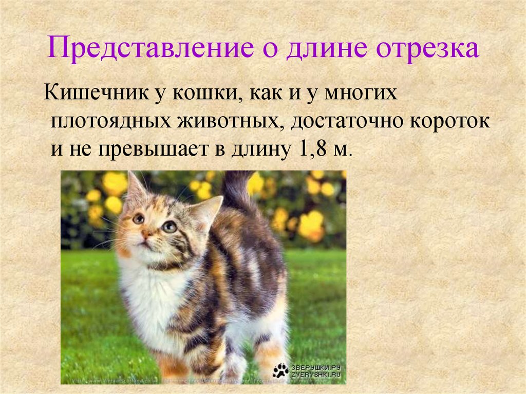 Кошки период. Математика в жизни кошки. Математика в жизни кошки проект. Презентация кошки в жизни человека. Жизнь кошек.