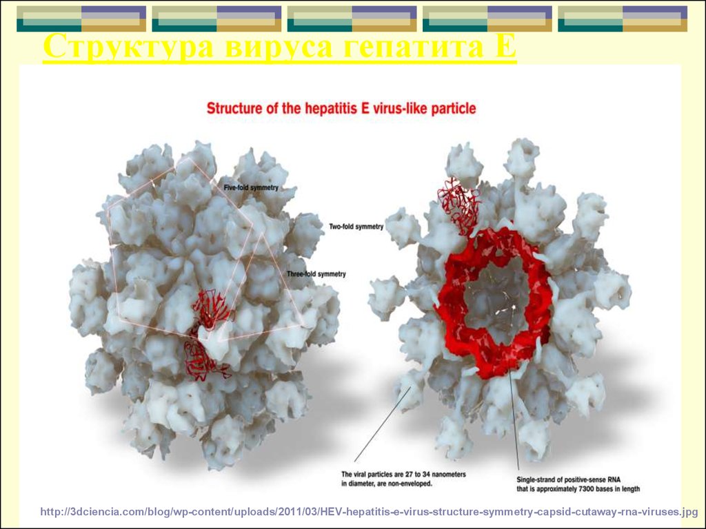 Новый вирусный гепатит. Гепатит е строение микробиология. Гепатит е структура вириона. Вирус гепатита е строение микробиология. Структурные компоненты вириона вируса гепатита е.