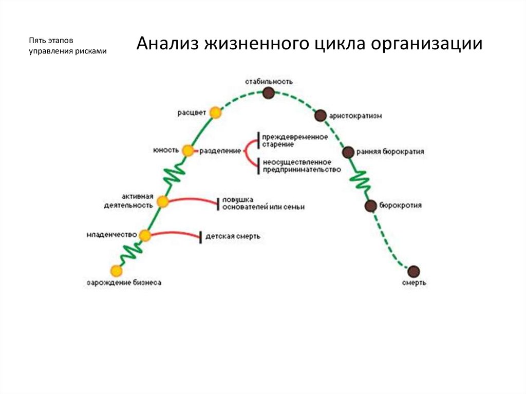 5 стадий жизненного цикла. Жизненного цикла организации (ЖЦО). Жизненный цикл организации 5 этапов. Назовите основные этапы жизненного цикла организации.. Анализ фаз жизненного цикла компании.