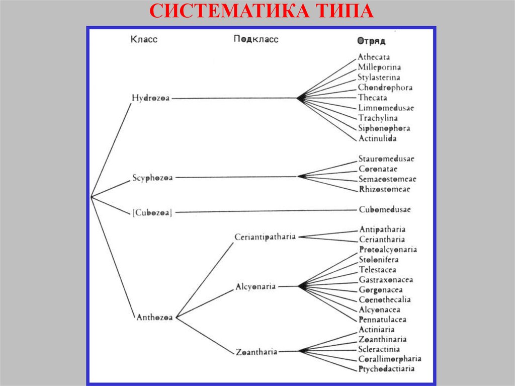 Систематический тип. Систематика на латыни. Систематика простейших на латинском. Систематика протистов на латыни. Тип пластинчатые систематика.