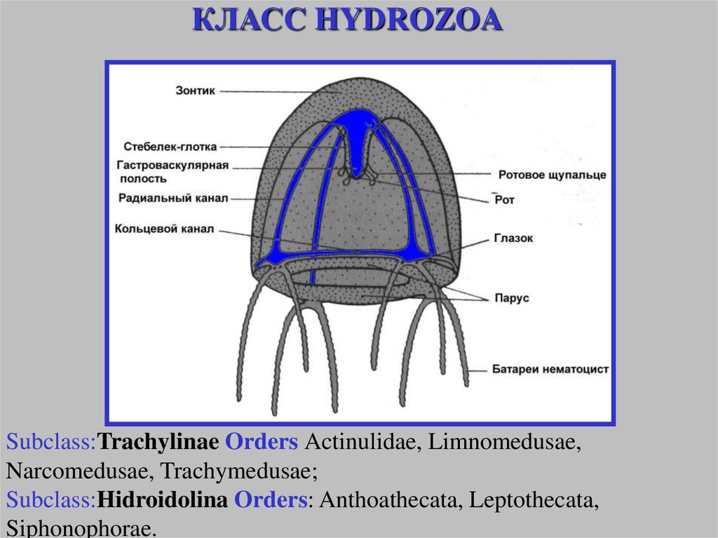 Кольцевой канал. Строение гидромедузы. Класс гидрозои. Строение гидроидной медузы. Гидроидные (Hydrozoa).