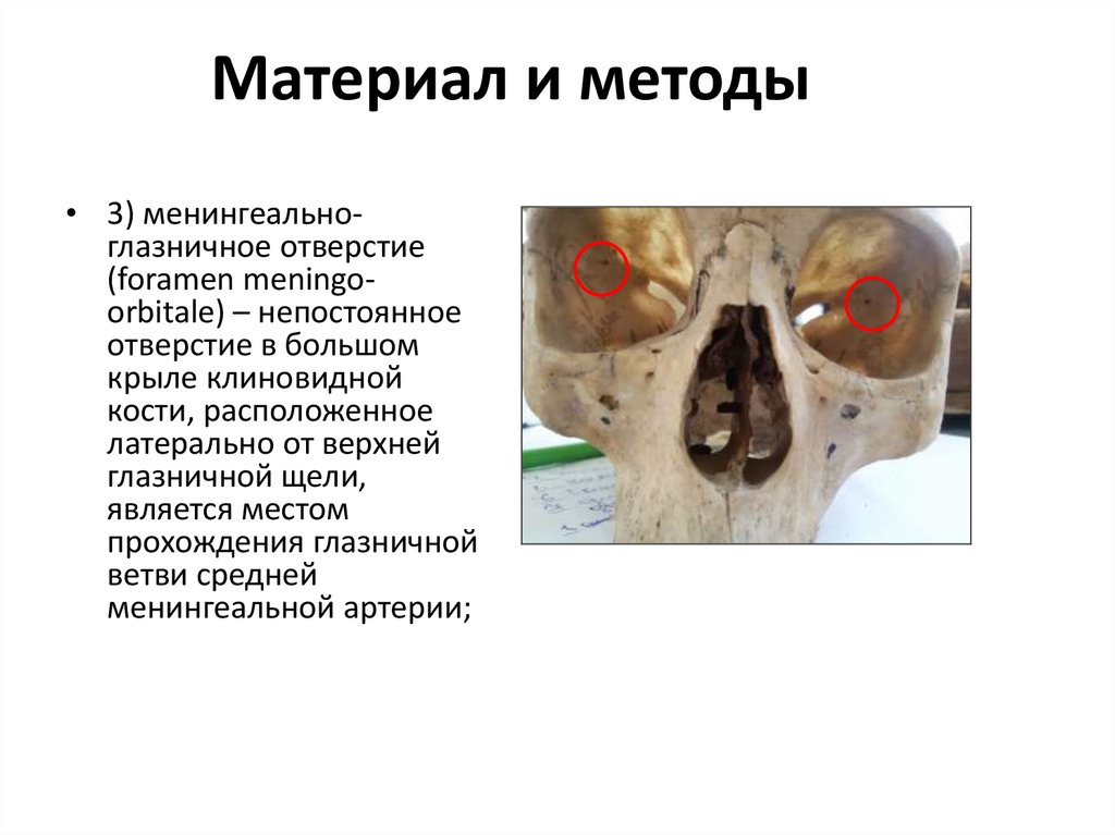 Материал и методы