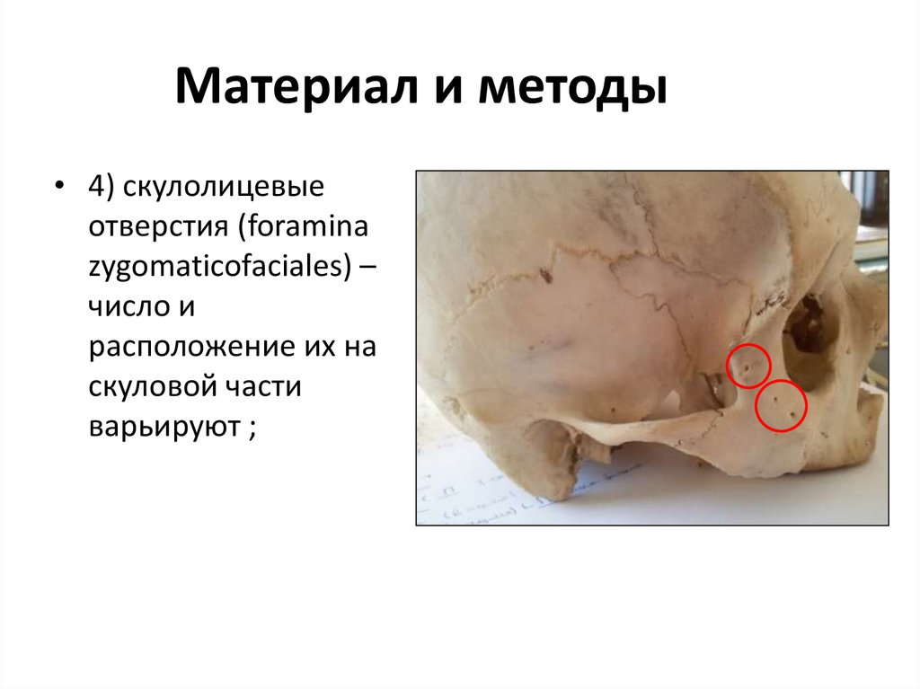 Материал и методы
