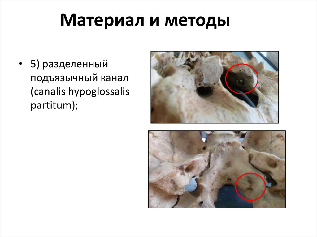 Материал и методы