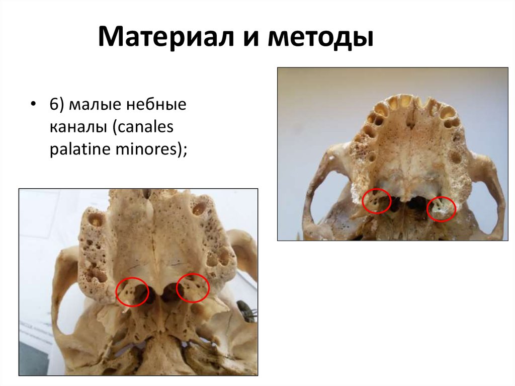 Материал и методы