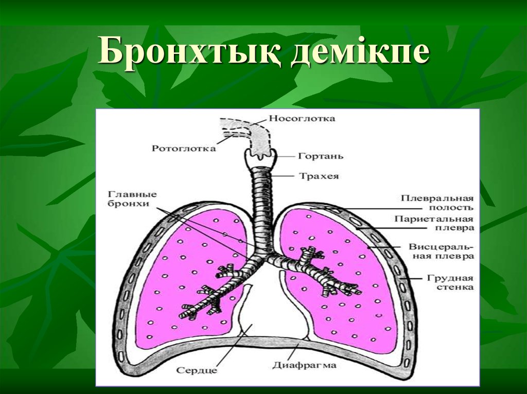 Бронхит презентация қазақша