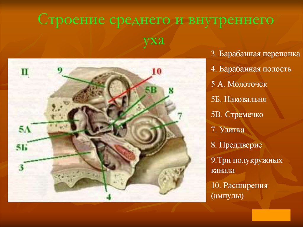 Барабанная полость. Строение среднего.