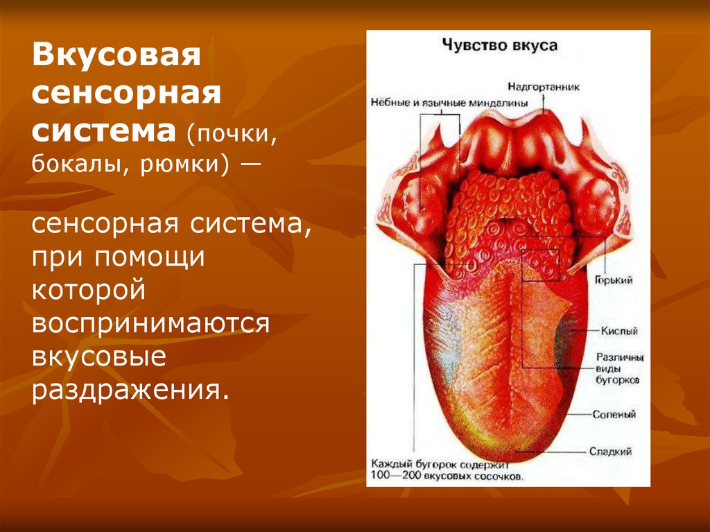 Клетка языка. Строение рецепторного аппарата вкусового анализатора. Строение органа вкуса вкусовые рецепторы. Вкусовая сенсорная система. Вкус сенсорная система строение.