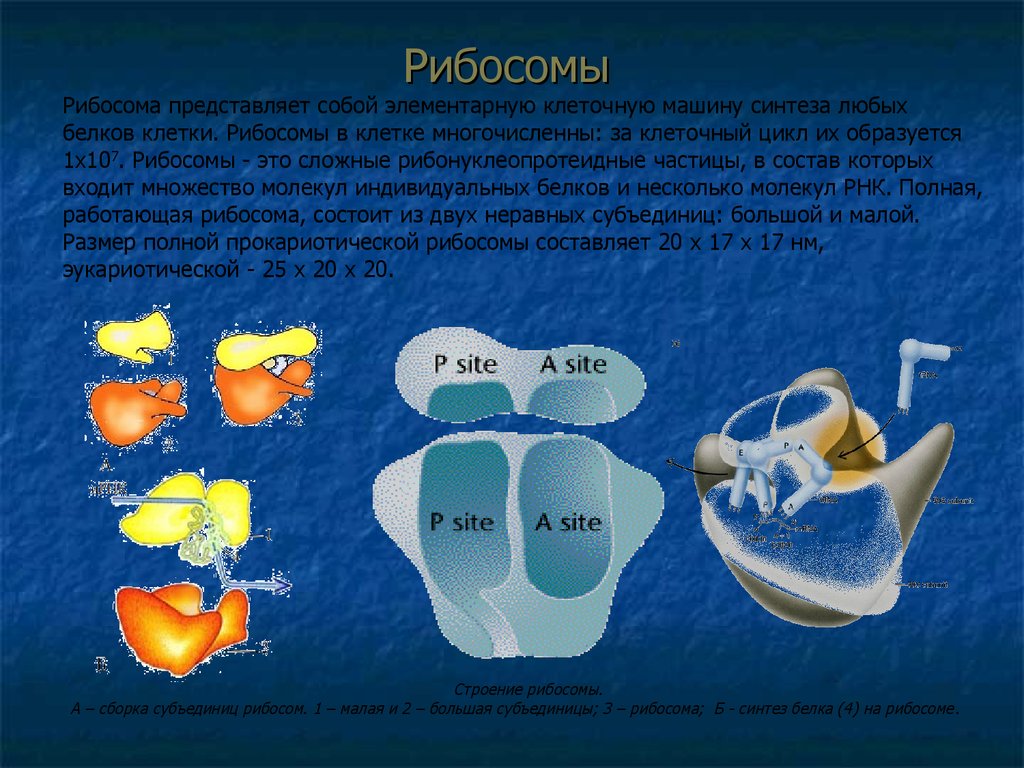Рибосома процесс впр. Рибосомы представляют собой. Рибосома. Рибосомы где.