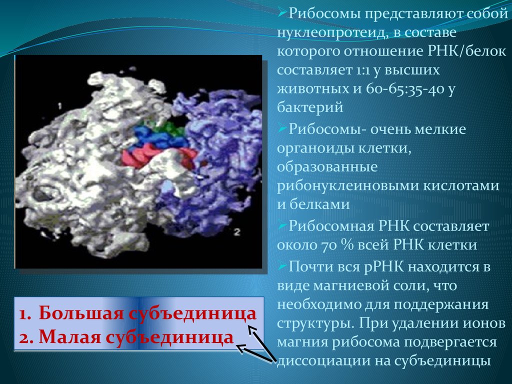 Клетка бактерий рибосомы. Рибосомы представляют собой. Рибосомы микроорганизмов. Рибосома представляют собой нуклеопротеид. Рибосомы бактерий.