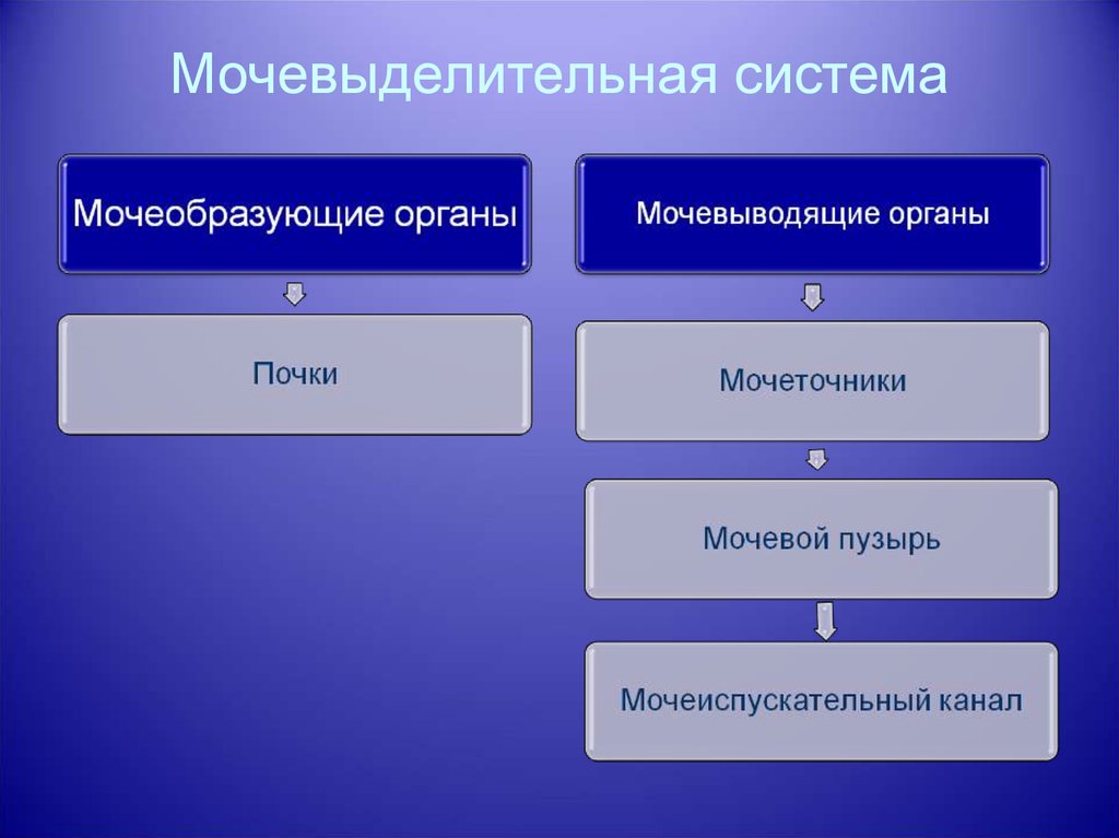 Мочевыделительная система презентация 8 класс биология