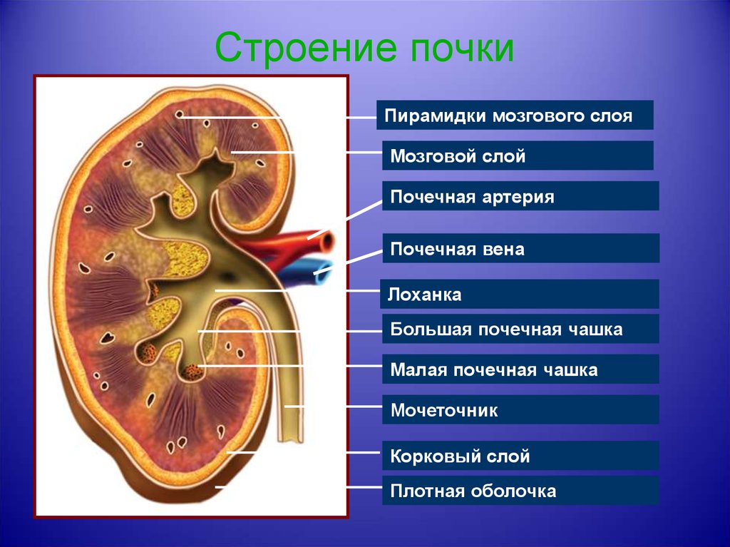 Презентация на тему почки 8 класс