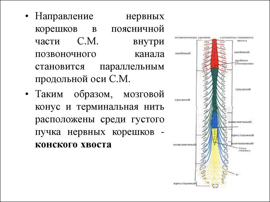 Волокна спинного мозга. Спинной мозг анатомия мозговой конус. Мозговой конус терминальная нить конский хвост. Мозговой конус и терминальная нить. Спинной мозг мозговой конус и терминальная нить.