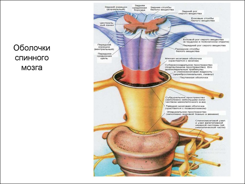 Спинной мозг оболочки. Строение оболочек спинного мозга. Оболочки спинного мозга схема. Строение твердой оболочки спинного мозга. Внешнее строение спинного мозга оболочки.