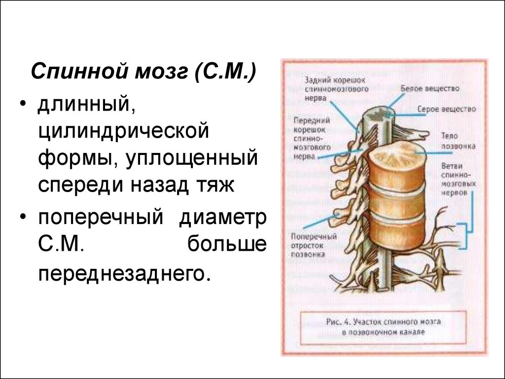 Тело и отростки расположены в спинном мозге. Форма спинного мозга 8 класс. Спинной мозг длинный тяж. Расположение спинного мозга. Диаметр спинного мозга человека.