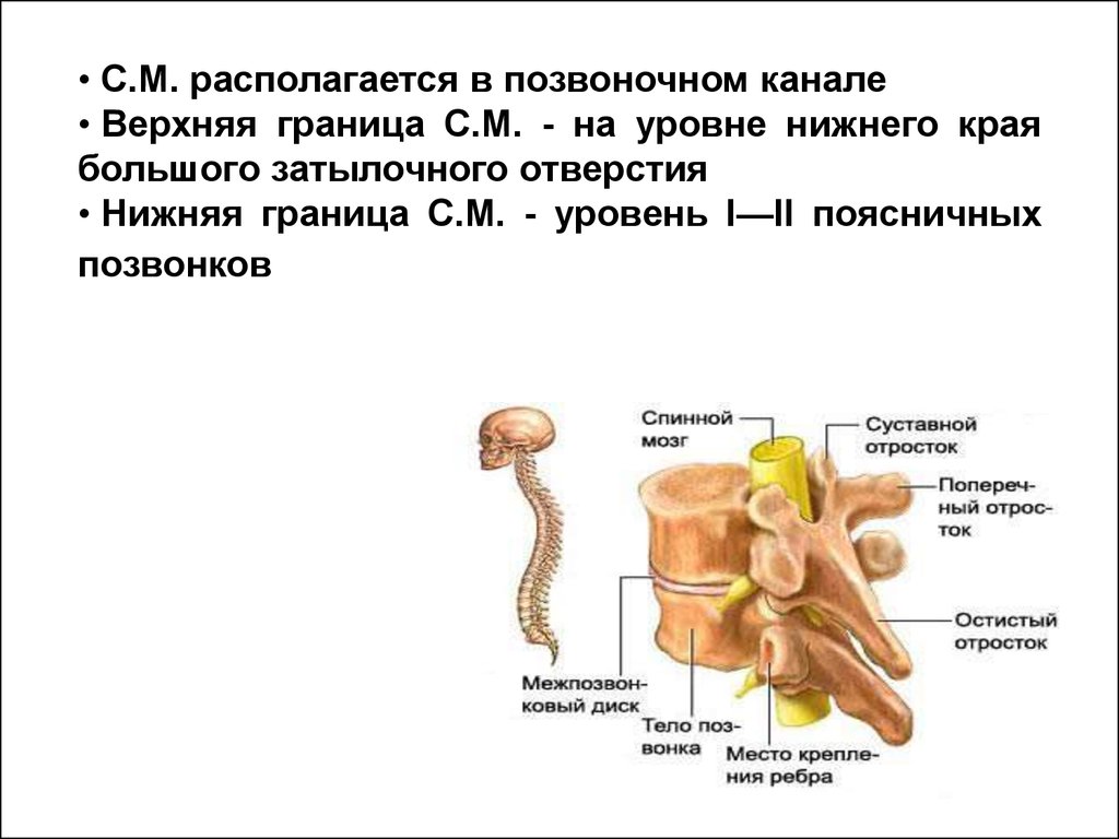 Тело и отростки расположены в спинном мозге. Костный Позвоночный канал. Строение позвоночного канала. Содержимое позвоночного канала. Органы расположенные в полости позвоночного канала.