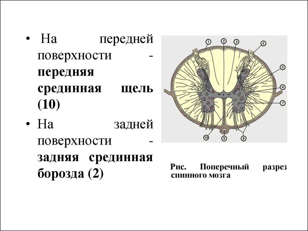 Схема поперечного среза спинного и продолговатого мозга