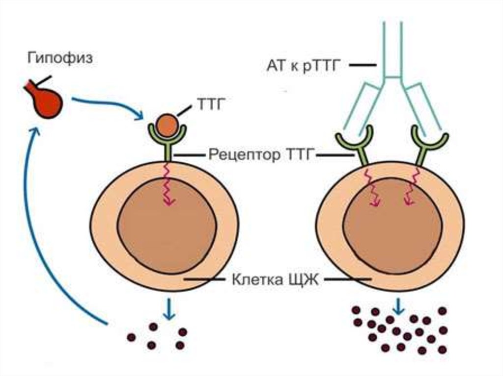 Антитела к рецепторам. Патогенез диффузного токсического зоба схема. Болезнь Грейвса патогенез. Антитела к рецепторам ТТГ болезнь Грейвса. Диффузный токсический зоб патогенез.