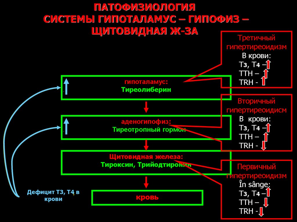 Щитовидная железа патофизиология презентация - 83 фото