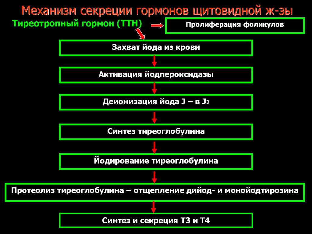 Действие тиреотропного гормона. Механизм секреции гормонов щитовидной железы. Регуляция выработки гормонов щитовидной железы. Препараты гормонов щитовидной железы механизм действия. Основные эффекты препаратов гормонов щитовидной железы.