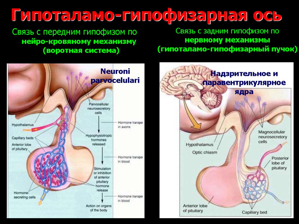 Гипофиз влияет на рост. Гипоталамо гипофизарная система надпочечников. Гипоталамо-гипофизарная система (регуляция передней доли гипофиз. Гипоталамо гипофизарно надпочечная ось. Гипоталамо-гипофизарно-адренокортикальная ось.