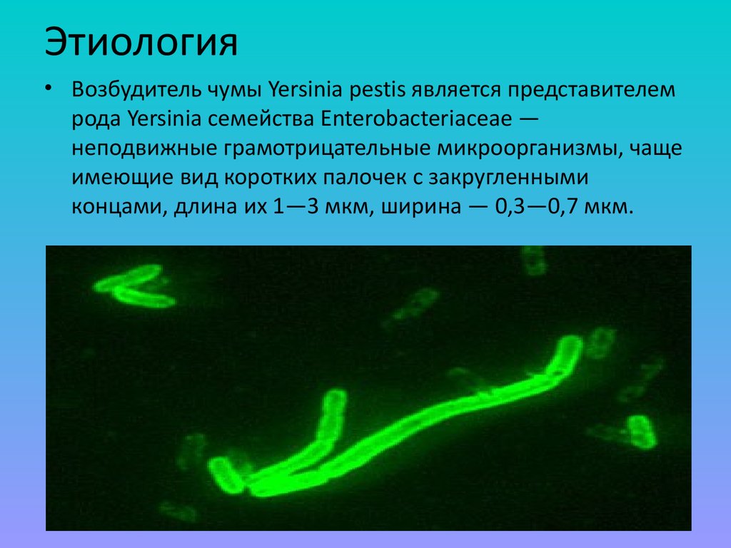 Презентация на тему возбудители чумы