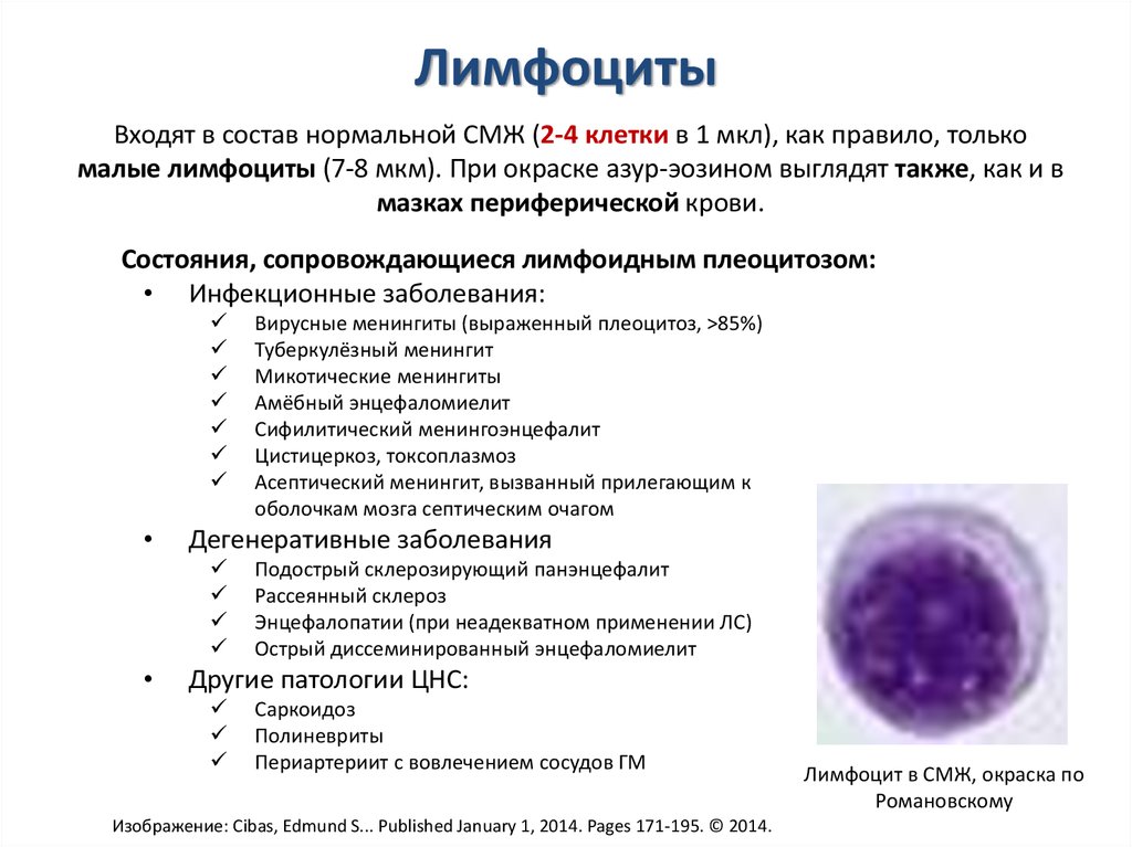 Как обозначаются лимфоциты в крови. Лимфоциты в ликворе норма. Лимфоциты количество в 1 мм3. Исследование спинномозговой жидкости лимфоциты. Норма лимфоцитов в спинномозговой жидкости.