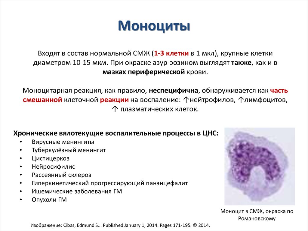 Лейкоциты моноциты эозинофилы