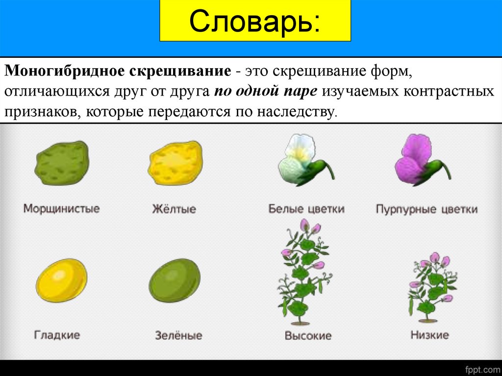 Скрещивание двух растений