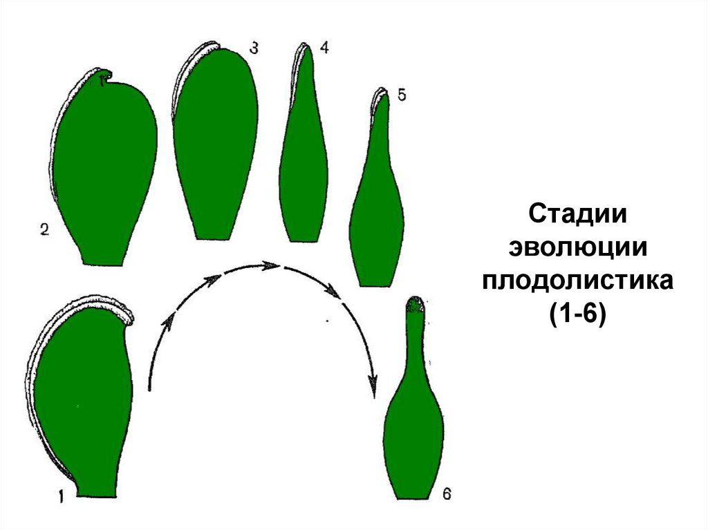 Плодолистики это. Эволюция плодолистика. Плодолистиков. Плодолистики цветка. Сросшиеся плодолистики.