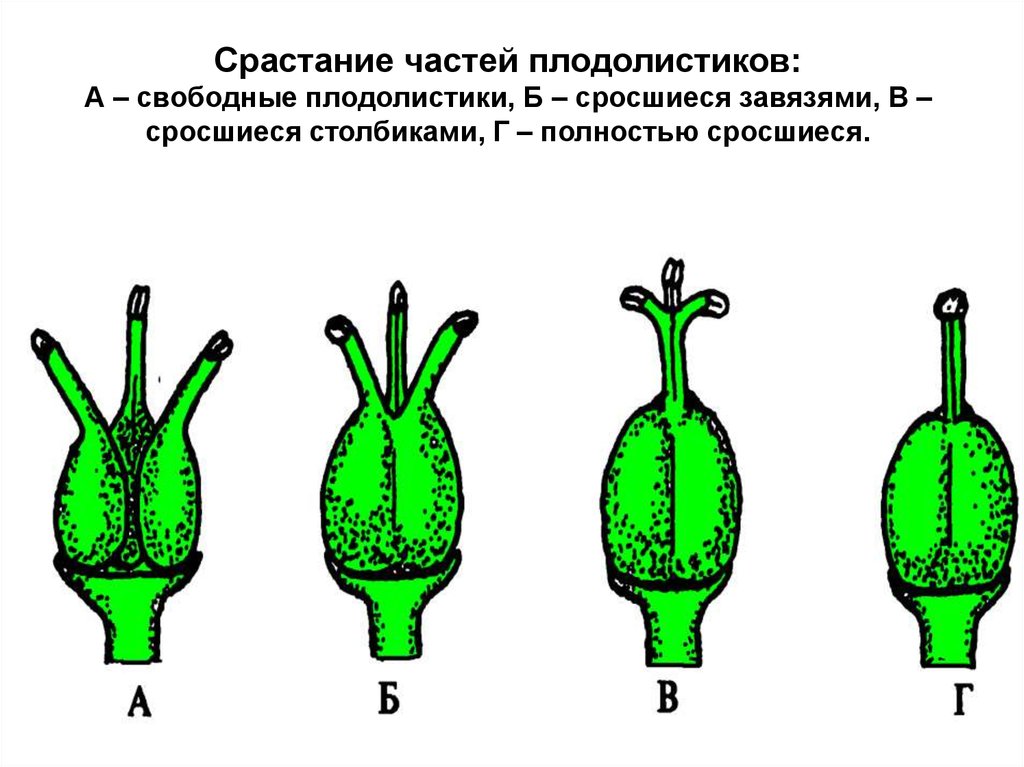 Голосеменные схема плодолистиков