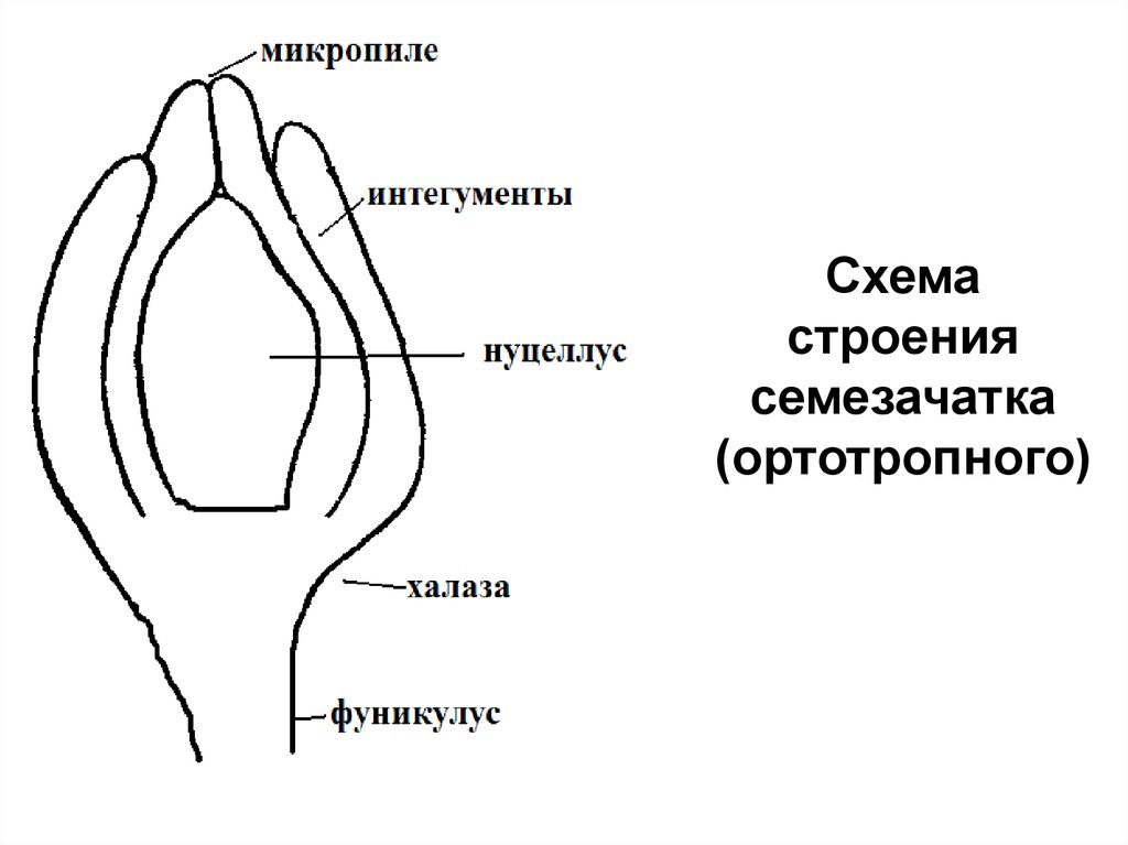 Пыльцевход на рисунке