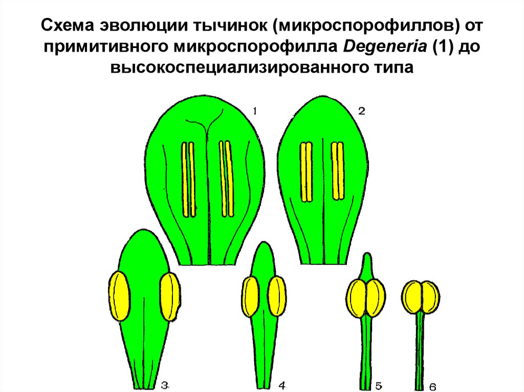 Андроцея это. Эволюция андроцея цветковых растений. Эволюция тычинки. Однобратственный андроцей. Типы андроцея.