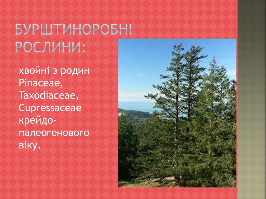 Бурштиноробні рослини: