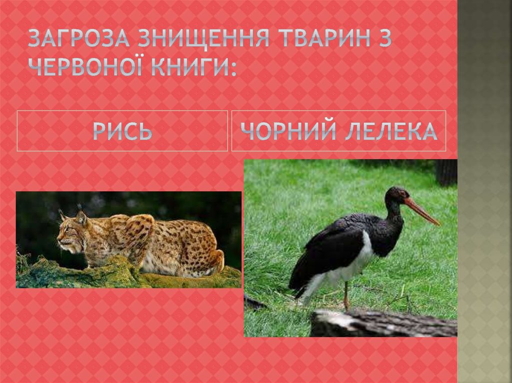 Загроза знищення тварин з Червоної книги: