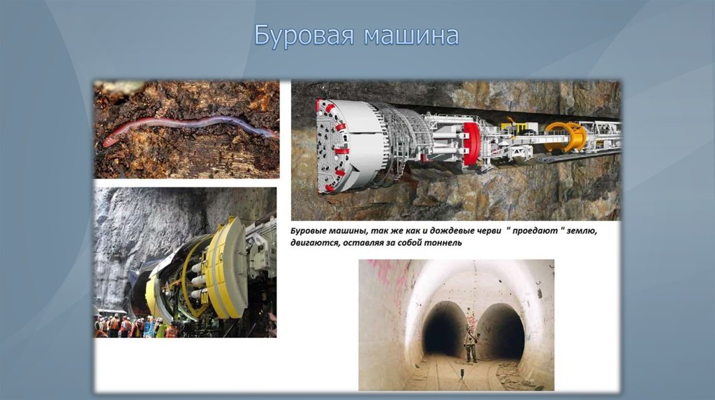 Что подсказали изобретателю животные проект 3 класс