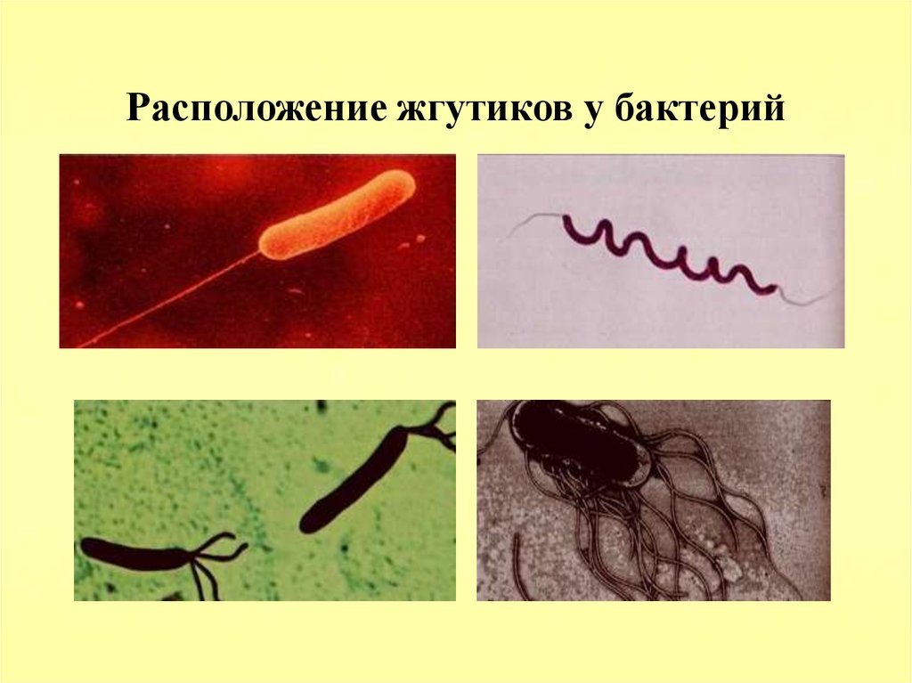 Термиты и жгутиковые простейшие