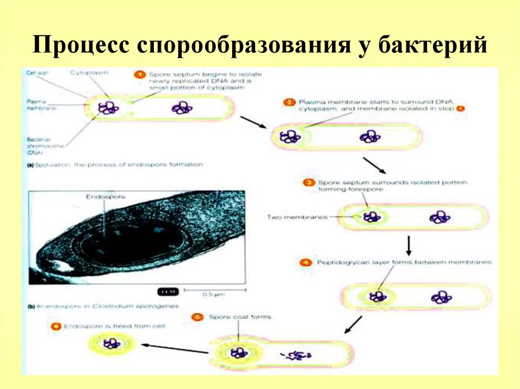 Процесс происходящий у бактерий