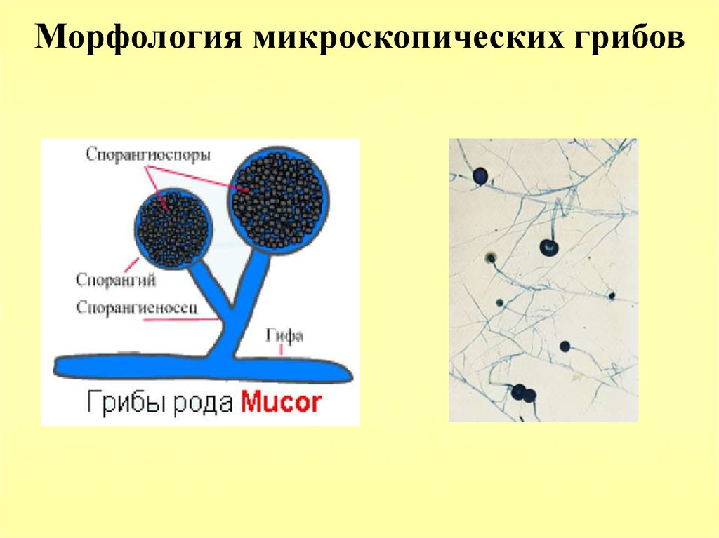 Морфология грибов рисунки