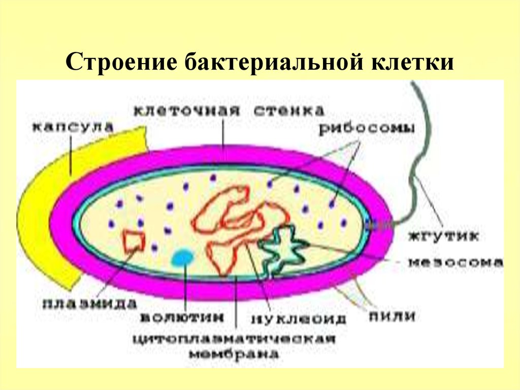 Бактерия 9 класс